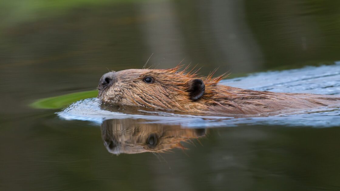 Beaver-Safari